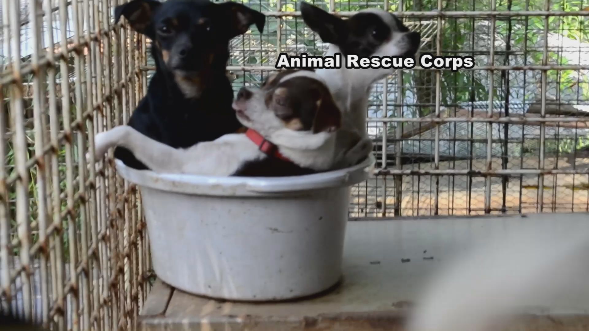RESCUED ANIMALS 1.jpg